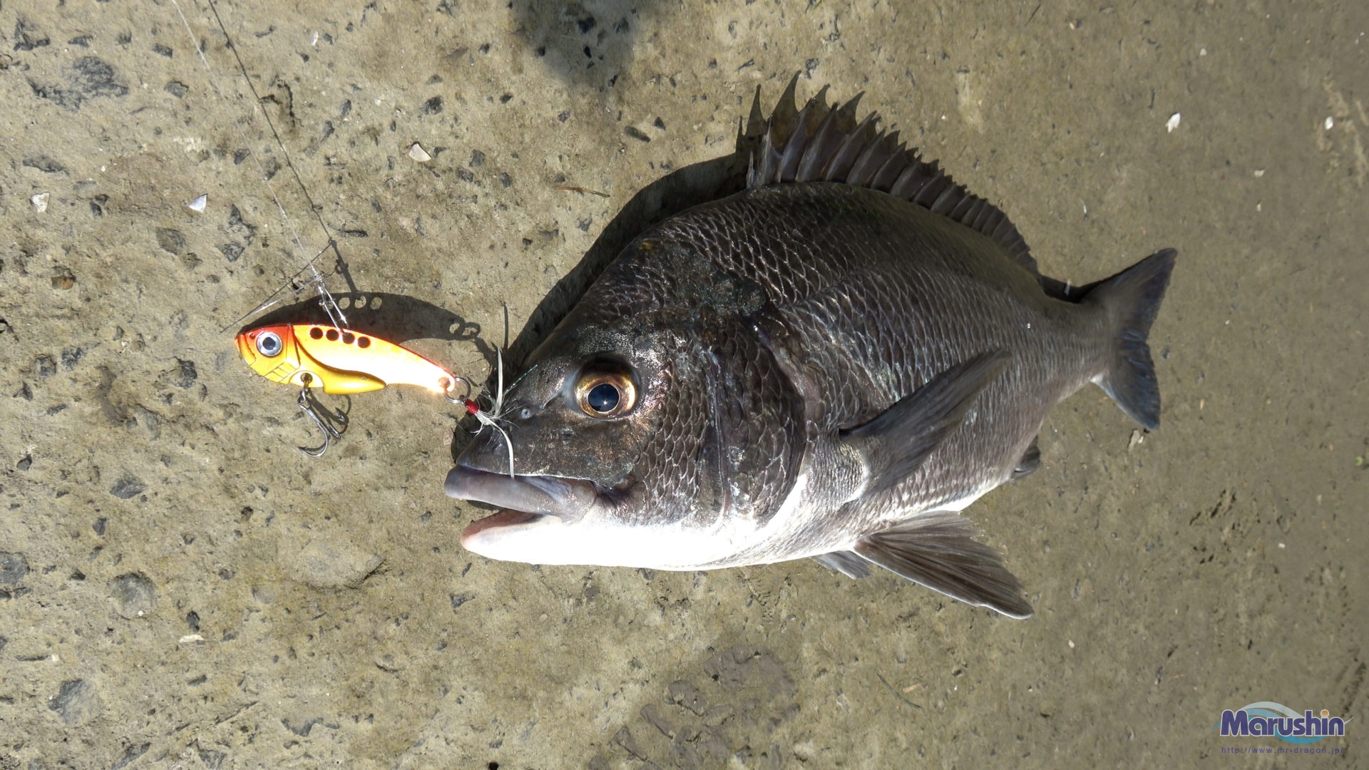 バルス | 釣具の卸売り | 世界の釣具マルシン漁具